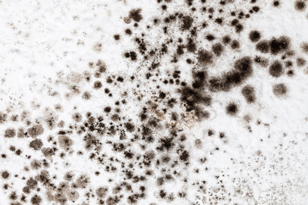 Mould spores